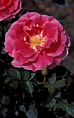 ROSA CAREFREE WONDER SHRUB ROSE,  ROSE