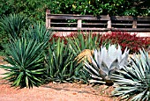 CACTI GARDEN