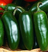 CAPSICUM ANNUUM JALAPENO, (CHILI PEPPER JALAPENO)