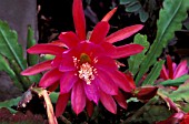 CACTUS EPIPHYLLUM,  ORCHID CACTUS.