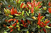 CAPSICUM ANNUUM (ORNAMENTAL PEPPER)