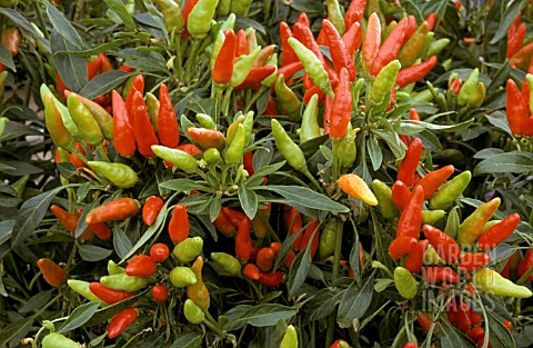 _CAPSICUM_ANNUUM_ORNAMENTAL_PEPPER