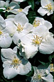 PHILADELPHUS NATCHEZ (MOCK ORANGE)