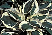 HOSTA PATRIOT