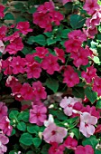 IMPATIENS WALLERIANA,  BUSY LIZZIE,  FLOWERS AND FOILAGE