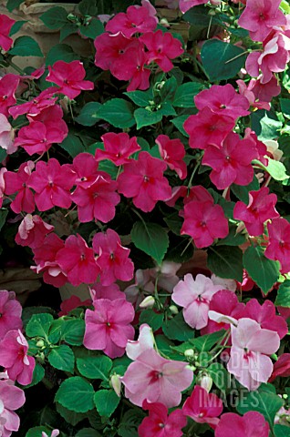 _IMPATIENS_WALLERIANA__BUSY_LIZZIE__FLOWERS_AND_FOILAGE