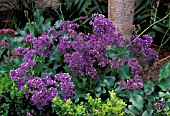 LIMONIUM SINUATUMSEA LAVENDER