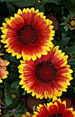 GAILLARDIA KOBOLD,  GOBLIN,  FLOWER HEADS,   BLANKET FLOWER