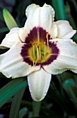 HEMEROCALLIS PANDORAS BOX (DAY LILY)