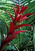 GUZMANIA LINGULATA,  CRIMSON BRACTS