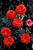 ROSA CATHEDRAL ROSE