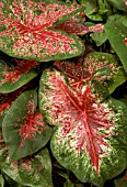 CALADIUM CAROLYN JANE WITH COLOURED FOILAGE.