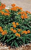 ASCLEPIAS TUBEROSA,  ORANGE, FLOWERS, WHOLE, PLANT