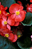 BEGONIA SEMPERFLORENS,  AMBASSADOR SCARLET.