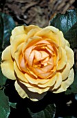 ROSA AMBER QUEEN FLORIBUNDA,  ROSE