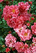 ROSA FLOWER CARPET PINK