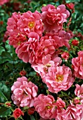 ROSA FLOWER CARPET PINK