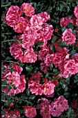 ROSA FLOWER CARPET PINK GROUND COVER,  ROSE