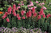 ANTIRRHINUM MAJUS,  HALF HARDY, PERENNIAL, ANNUAL, PINK, FLOWER, WHOLE, PLANT, BORDER, SUMMER