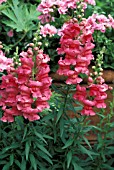 ANTIRRHINUM MAJUS,  HALF HARDY, PERENNIAL, ANNUAL, PINK, FLOWER, CLOSE UP, SUMMER