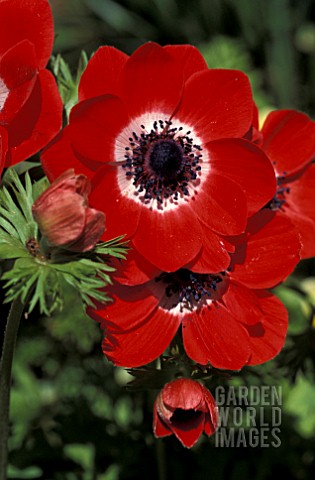 ANEMONE_CORONARIA__RED_SINGLE_FLOWERS_SPRING_EARLY_SUMMER