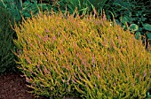 CALLUNA VULGARIS ROBERT CHAPMAN