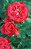 ROSA FAVORITE CUPIDO MINIATURE, ROSE