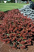 BERBERIS THUNBERGIICRIMSON PYGMYBARBERRY