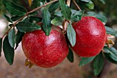 PUNICA GRANATUM WONDERFUL, (POMEGRANATE WONDERFUL)