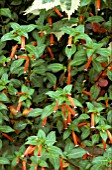 CUPHEA IGNEA,  CIGAR PLANT