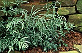 PTERIS CRETICA,  FERN,  PTERIDACEAE,  WHOLE PLANT