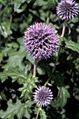 ECHINOPS RITRO CLOSE UP OF THISTLE LIKE FLOWERS,  SPIKY HEADS.