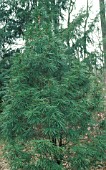 SCIADOPITYS VERTICILLATA, (UMBRELLA PINE)