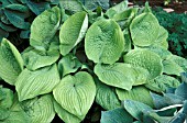 HOSTA SUM AND SUBSTANCE