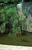 CYPERUS PAPYRUS,  GRASS,  CYPERACEAE