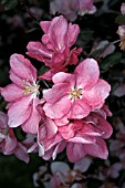 MALUS KELSEYFLOWERING CRAB APPLE