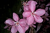 MALUS RED GLOBEFLOWERING CRAB APPLE