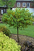 CARAGANA FRUTEX GLOBOSA,  PLANTED IN BORDER.