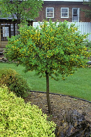 CARAGANA_FRUTEX_GLOBOSA__PLANTED_IN_BORDER