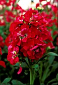 MATTHIOLA INCANA,  MIDGET ROSE,  STOCK,  FLOWERS