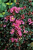 LAGERSTROEMIA INDICA CHICHASAWCRAPE MYRTLE