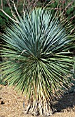 YUCCA ELATA,  PALMELLA,