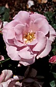 ROSA BLUEBERRY HILL SHRUB,  ROSE