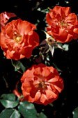 ROSA DISCO DANCER FLORIBUNDA ROSE, ROSE