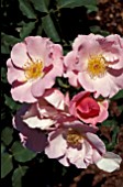 ROSA DAINTY MAID FLORIBUNDA ROSE,  ROSE