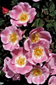 ROSA CAREFREE DELIGHT SHRUB ROSE,  ROSE