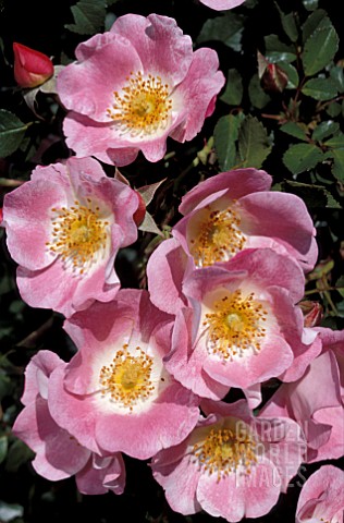 ROSA_CAREFREE_DELIGHT_SHRUB_ROSE__ROSE