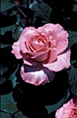 ROSA PRINCESS OF MONACO HYBRID TEA, ROSE