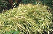 HAKONECHLOA MACRA ALBOAUREA,  GOLDEN HALKONE GRASS