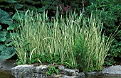 ACORUS CALAMUS VARIEGATA,  VARIEGATED, LEAVES